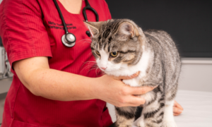 骨關節炎：貓也會受到影響